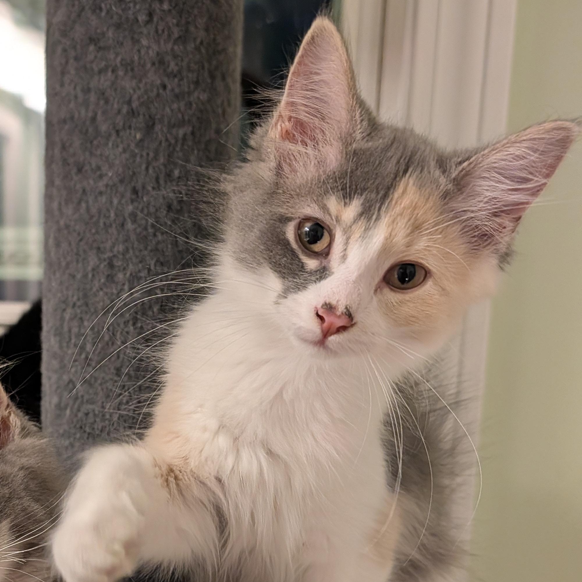 Sonata, a ADOPTABLE Domestic Medium Hair in Huntington, MA image 1/6