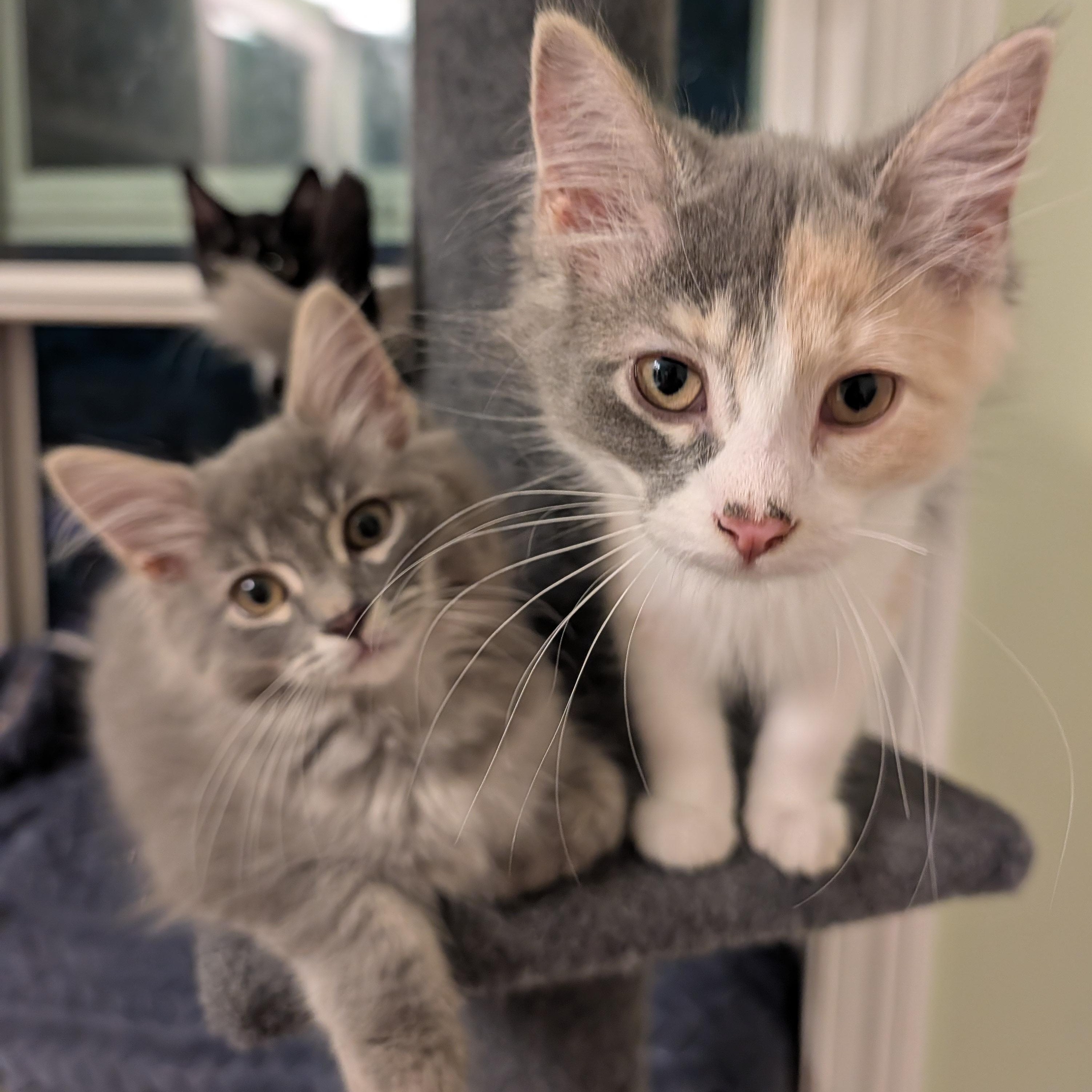 Sonata, a ADOPTABLE Domestic Medium Hair in Huntington, MA image 3/6