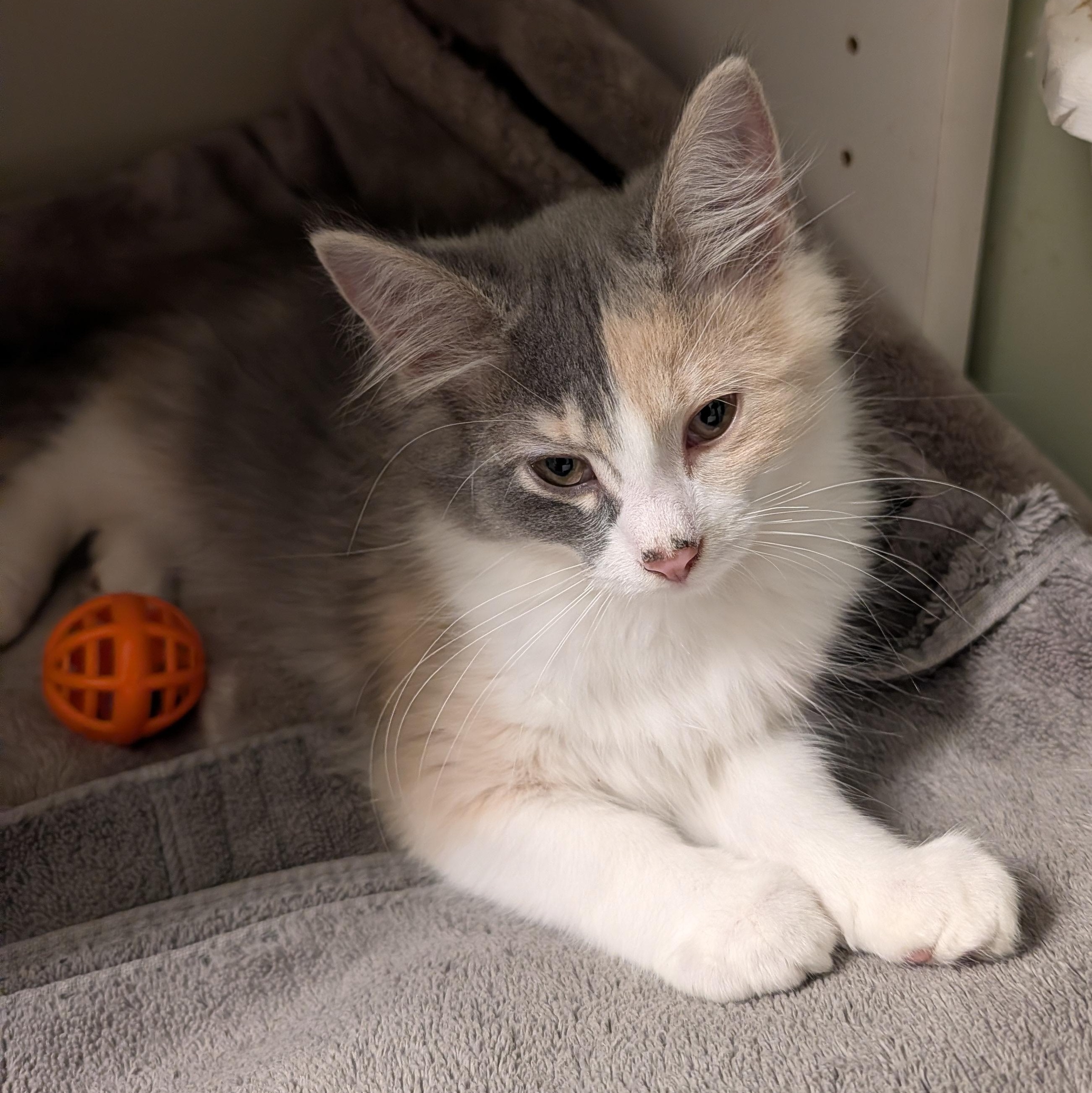 Sonata, a ADOPTABLE Domestic Medium Hair in Huntington, MA image 2/6