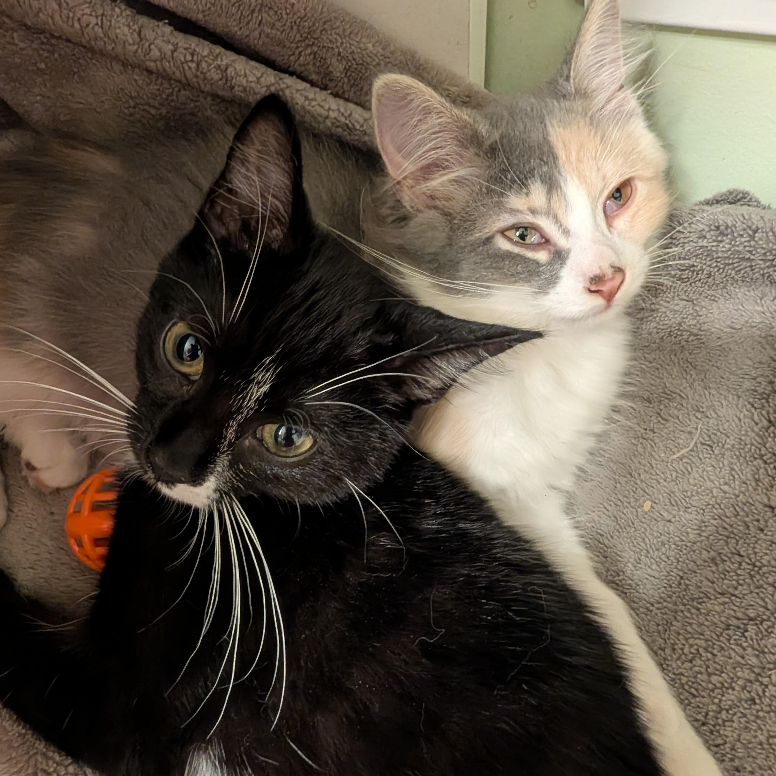 Sonata, a ADOPTABLE Domestic Medium Hair in Huntington, MA image 4/6