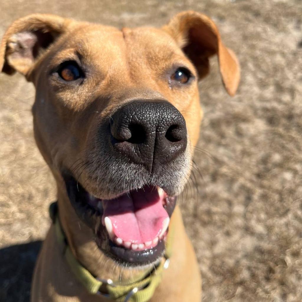 Molly, Adoptable, Adult Female Mixed Breed.