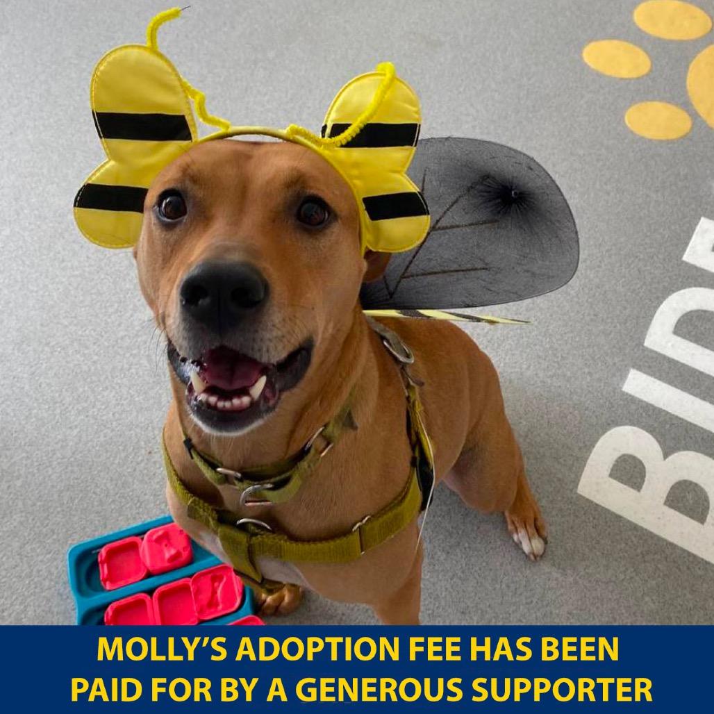 Enlarge Molly, a Adoptable Mixed Breed in Westhampton, NY image 3/6