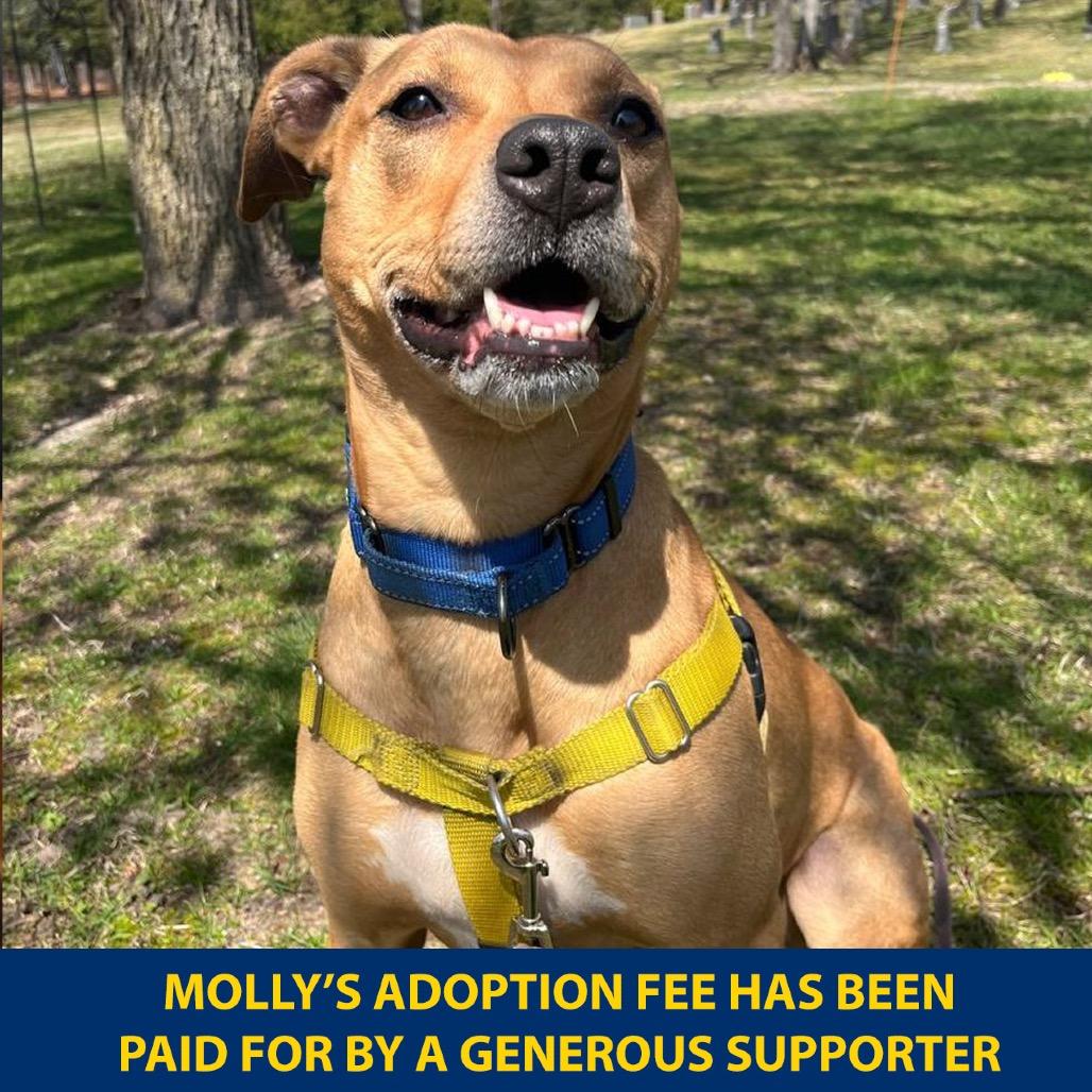 Enlarge Molly, a Adoptable Mixed Breed in Westhampton, NY image 6/6