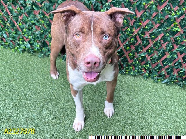 DON JUAN, Adoptable, Young Male Mixed Breed & Mixed Breed.