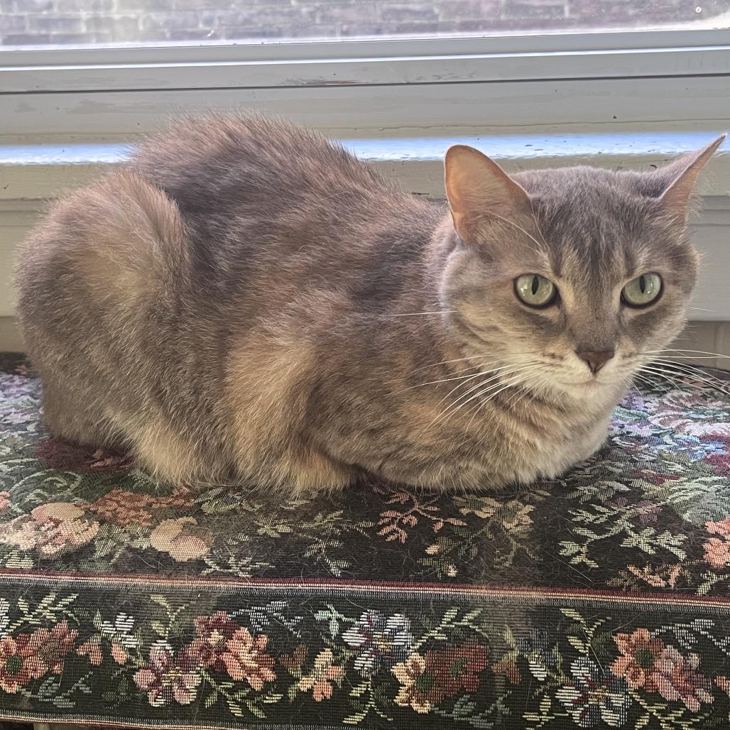 Nyah, Adoptable, Adult Female Domestic Short Hair.