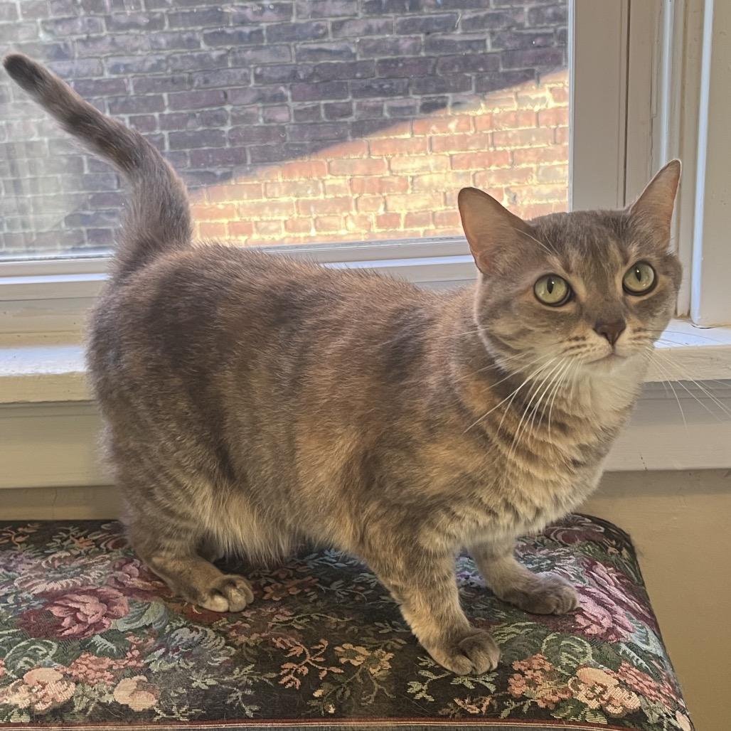 Enlarge Nyah, a Adoptable Domestic Short Hair in Pittsburgh, PA image 2/6