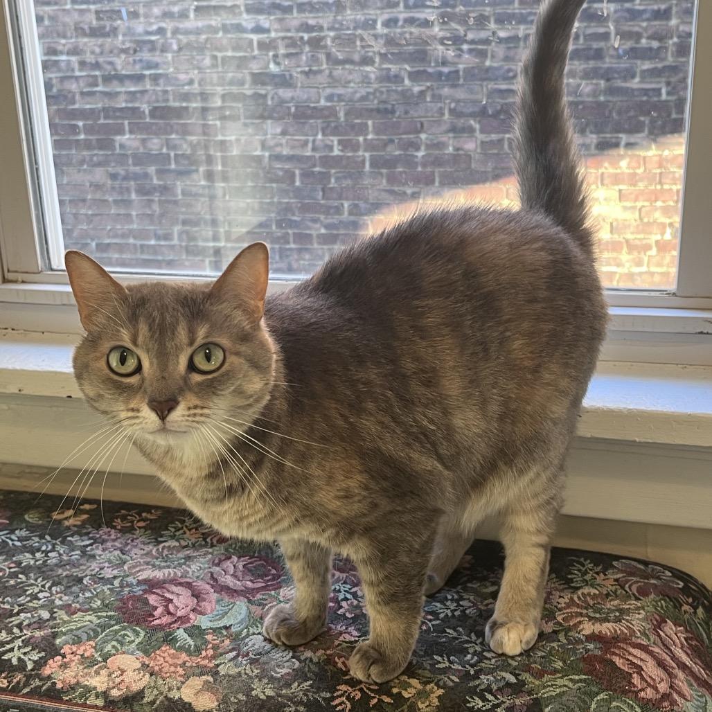 Enlarge Nyah, a Adoptable Domestic Short Hair in Pittsburgh, PA image 3/6