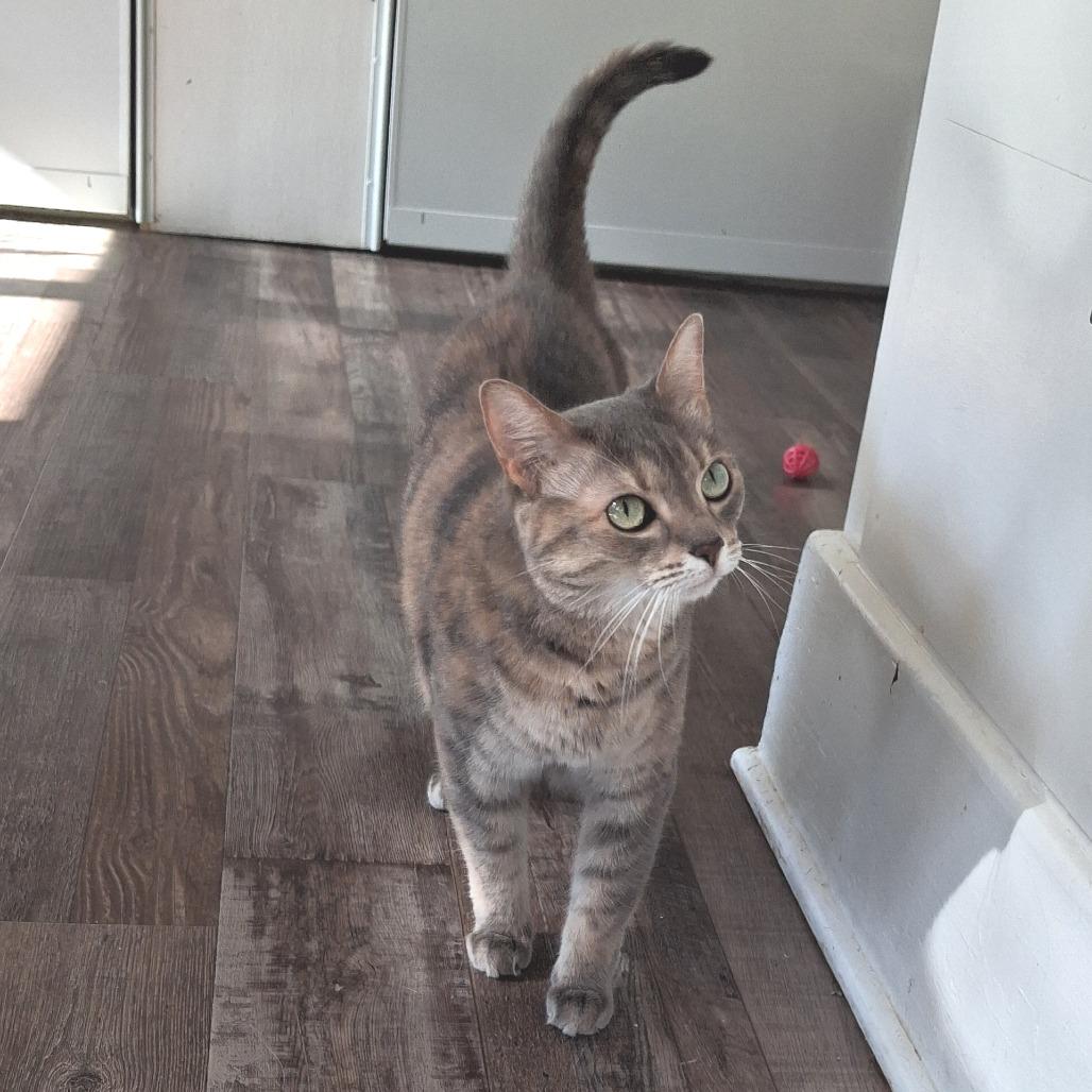 Enlarge Nyah, a Adoptable Domestic Short Hair in Pittsburgh, PA image 4/6