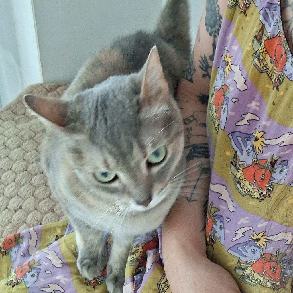 Enlarge Nyah, a Adoptable Domestic Short Hair in Pittsburgh, PA image 5/6