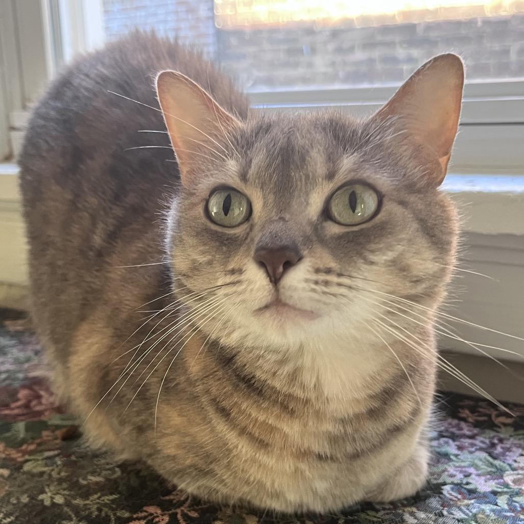 Enlarge Nyah, a Adoptable Domestic Short Hair in Pittsburgh, PA image 6/6