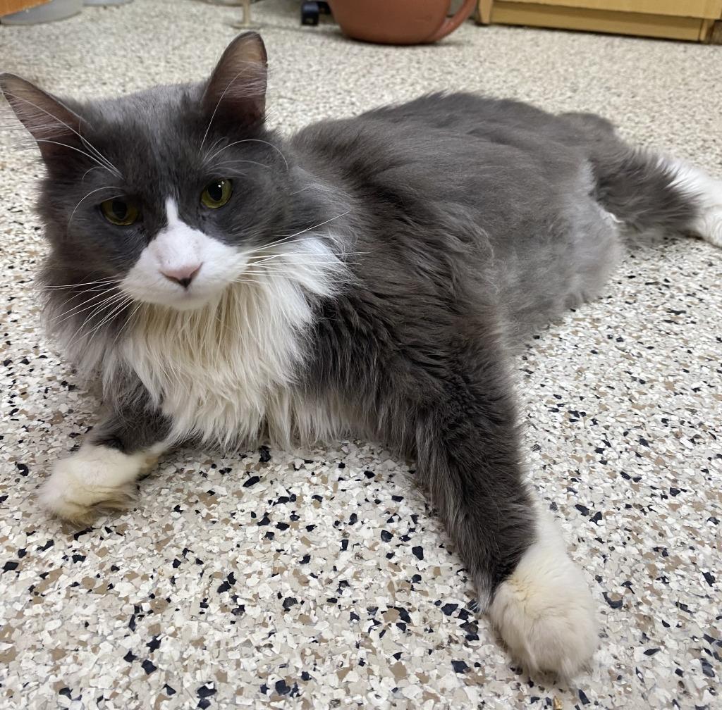 FINN, Adoptable, Senior Male Domestic Long Hair.