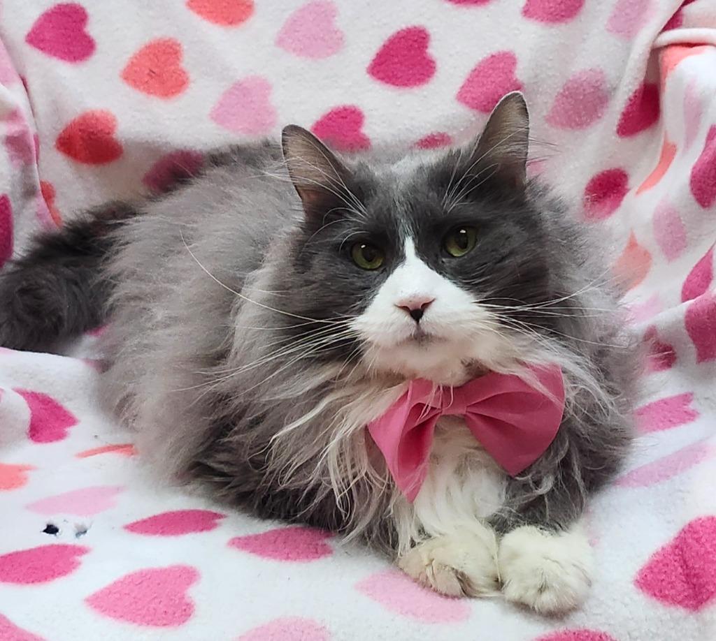 Enlarge FINN, a Adoptable mixed breed in Little Rock, AR image 2/3