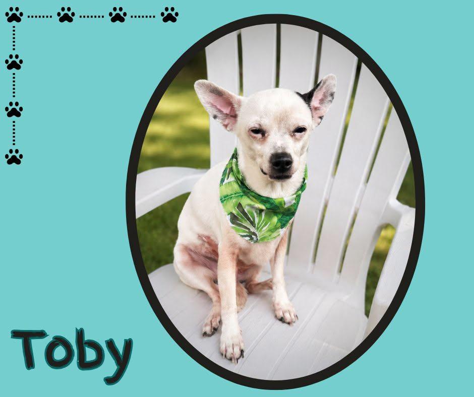 Toby, Adoptable, Adult Male Chihuahua.