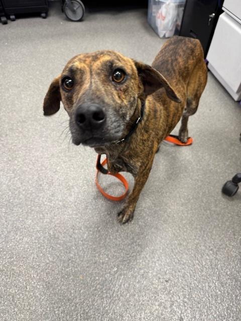Enlarge Ukulele, a Adoptable mixed breed in Elmsford, NY image 1/5