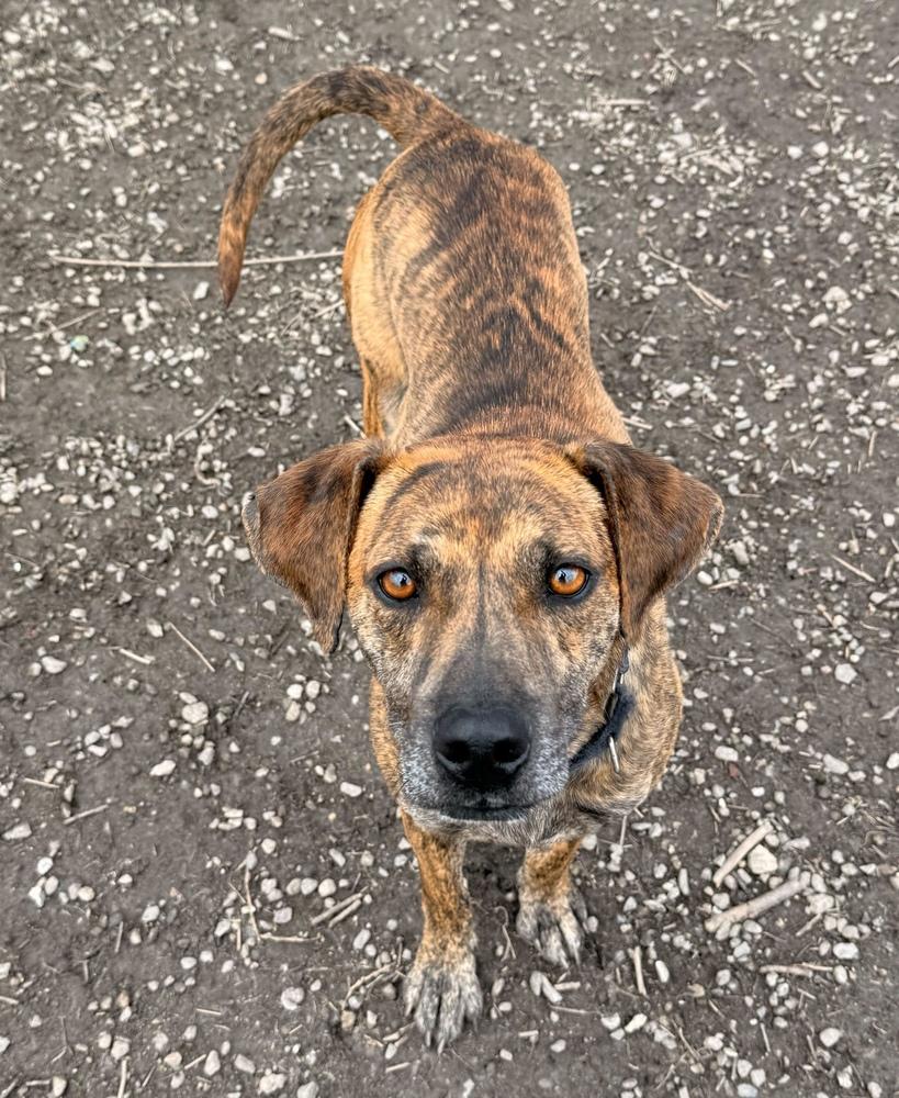 Enlarge Ukulele, a Adoptable mixed breed in Elmsford, NY image 2/5