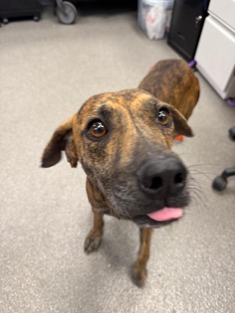 Enlarge Ukulele, a Adoptable mixed breed in Elmsford, NY image 3/5