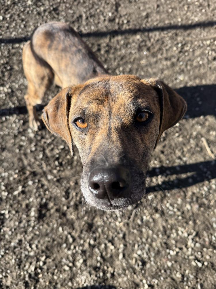 Enlarge Ukulele, a Adoptable mixed breed in Elmsford, NY image 4/5