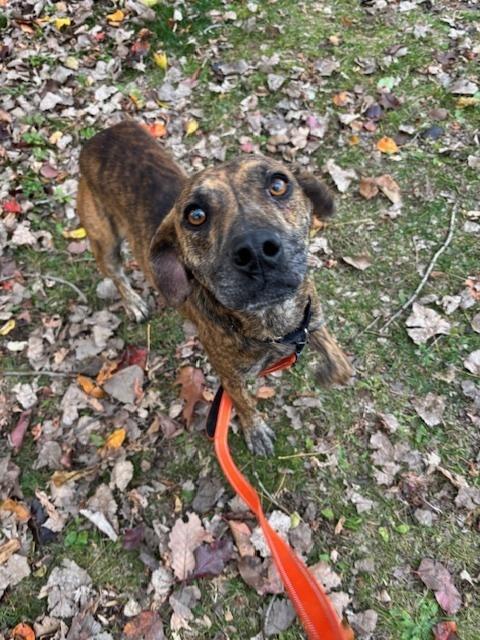 Enlarge Ukulele, a Adoptable mixed breed in Elmsford, NY image 5/5