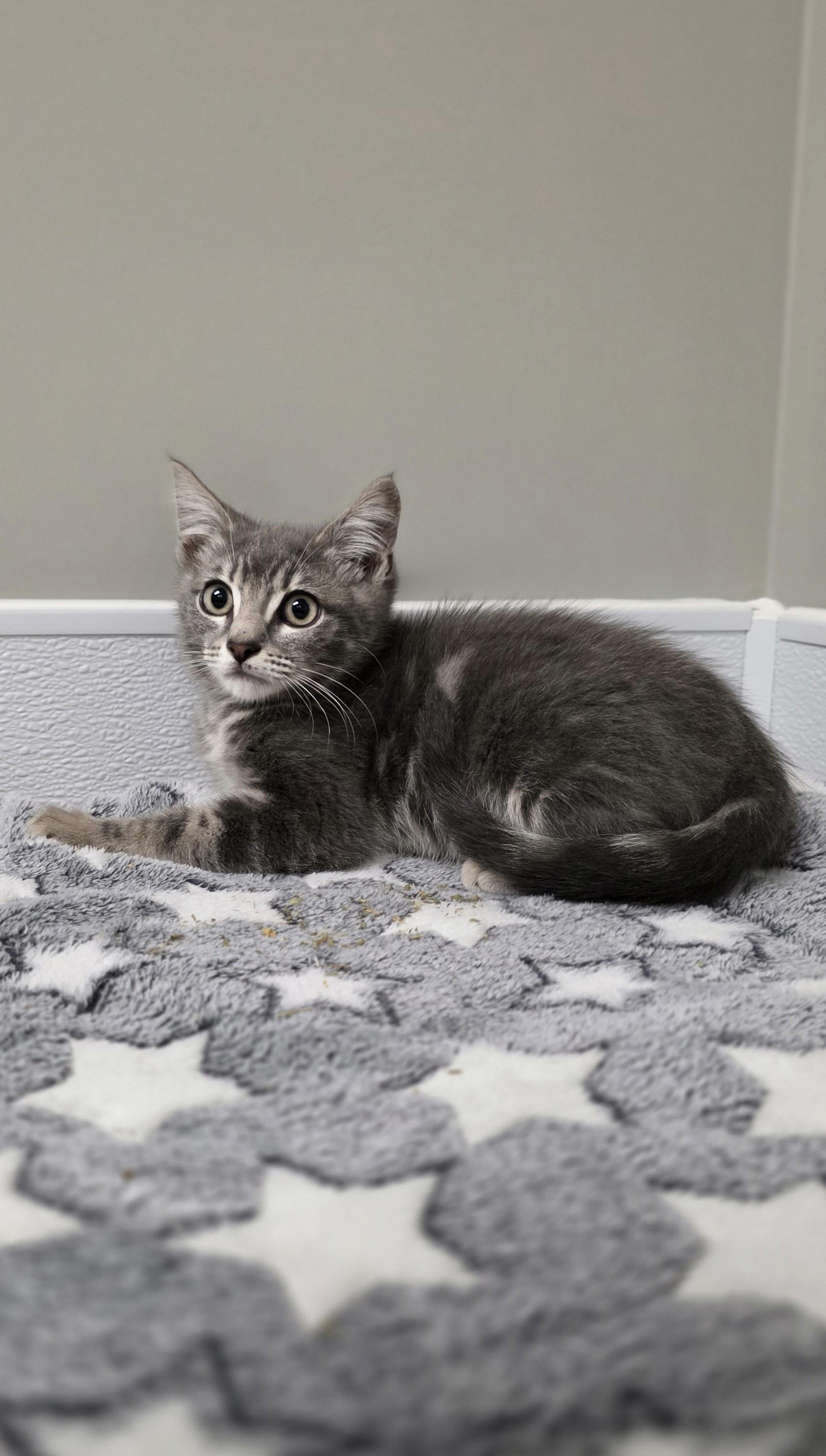Cheerios, ADOPTABLE, Kitten Male Domestic Short Hair.