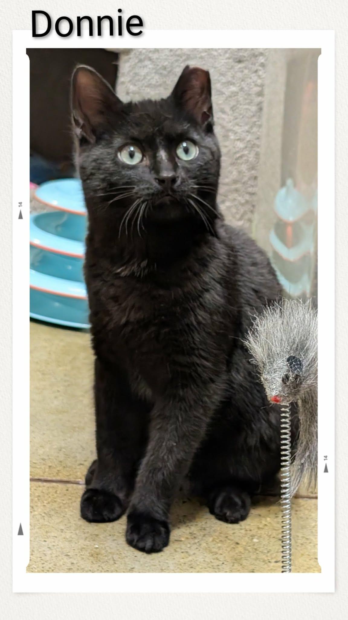 Enlarge Donnie, a Adopted Domestic Short Hair in Caistor Centre, ON image 1/1
