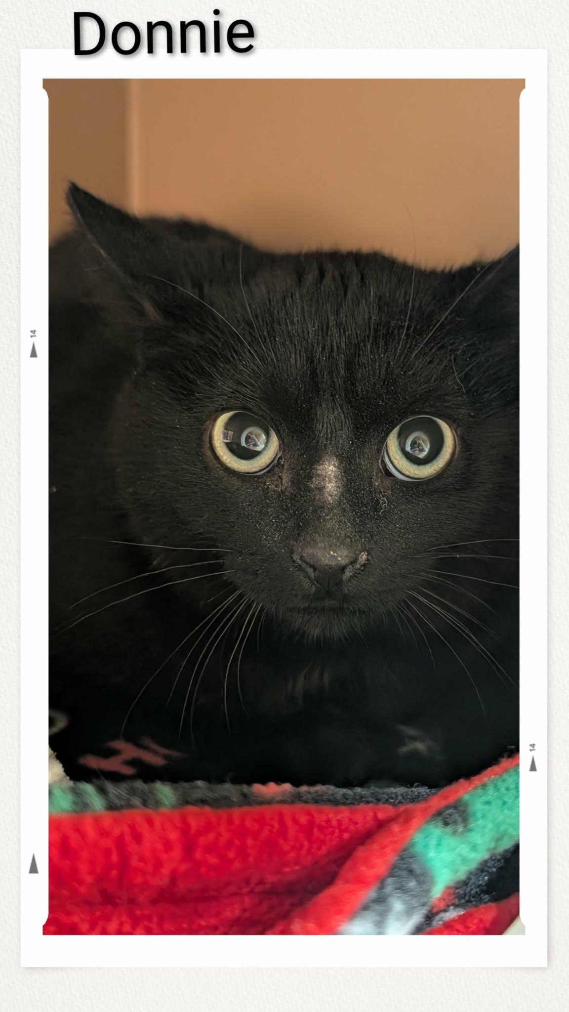 Enlarge Donnie, a Adoptable Domestic Short Hair in Caistor Centre, ON image 1/1