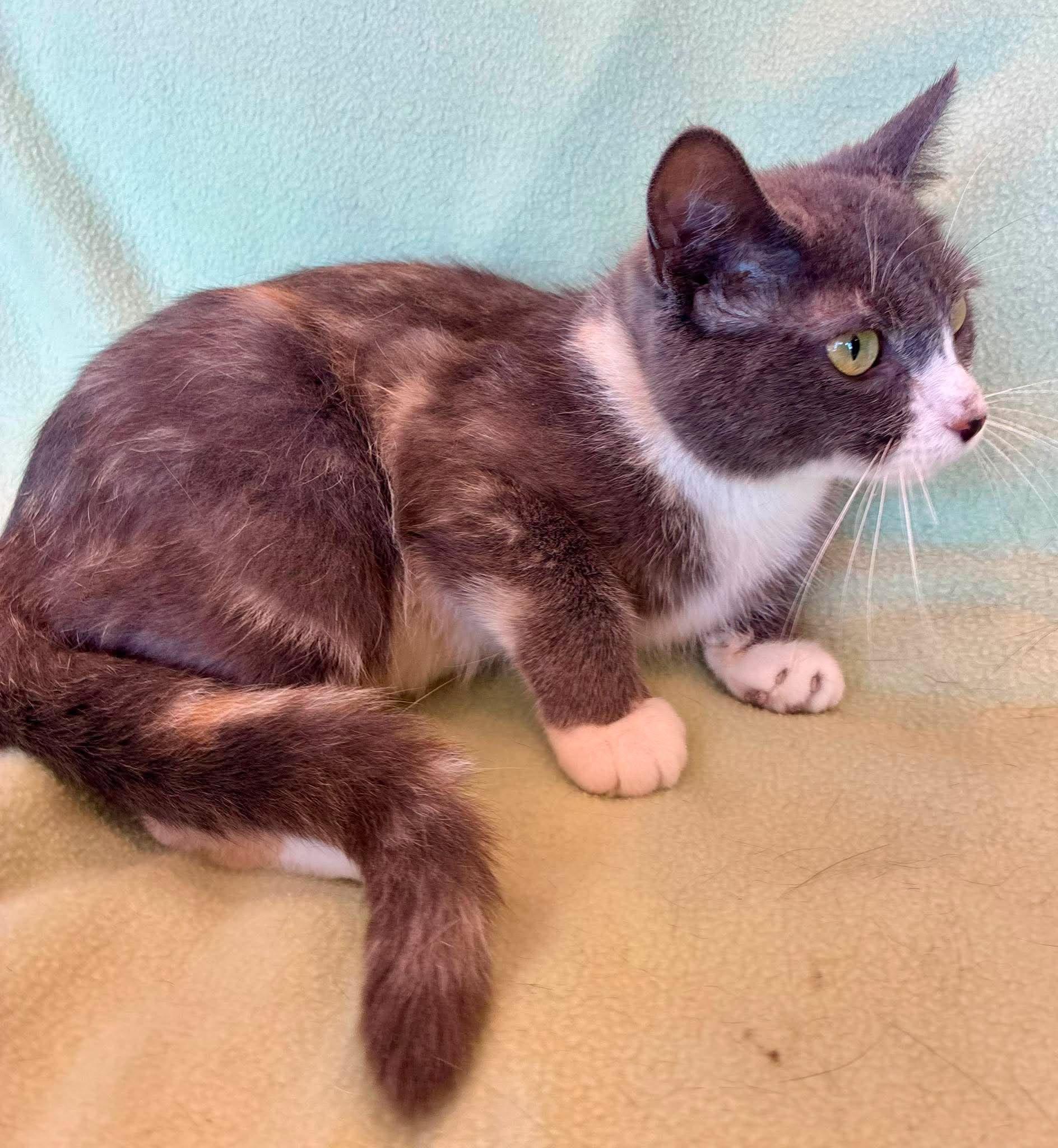 Enlarge Fran, a ADOPTABLE Domestic Short Hair in Alexandria, MN image 2/2