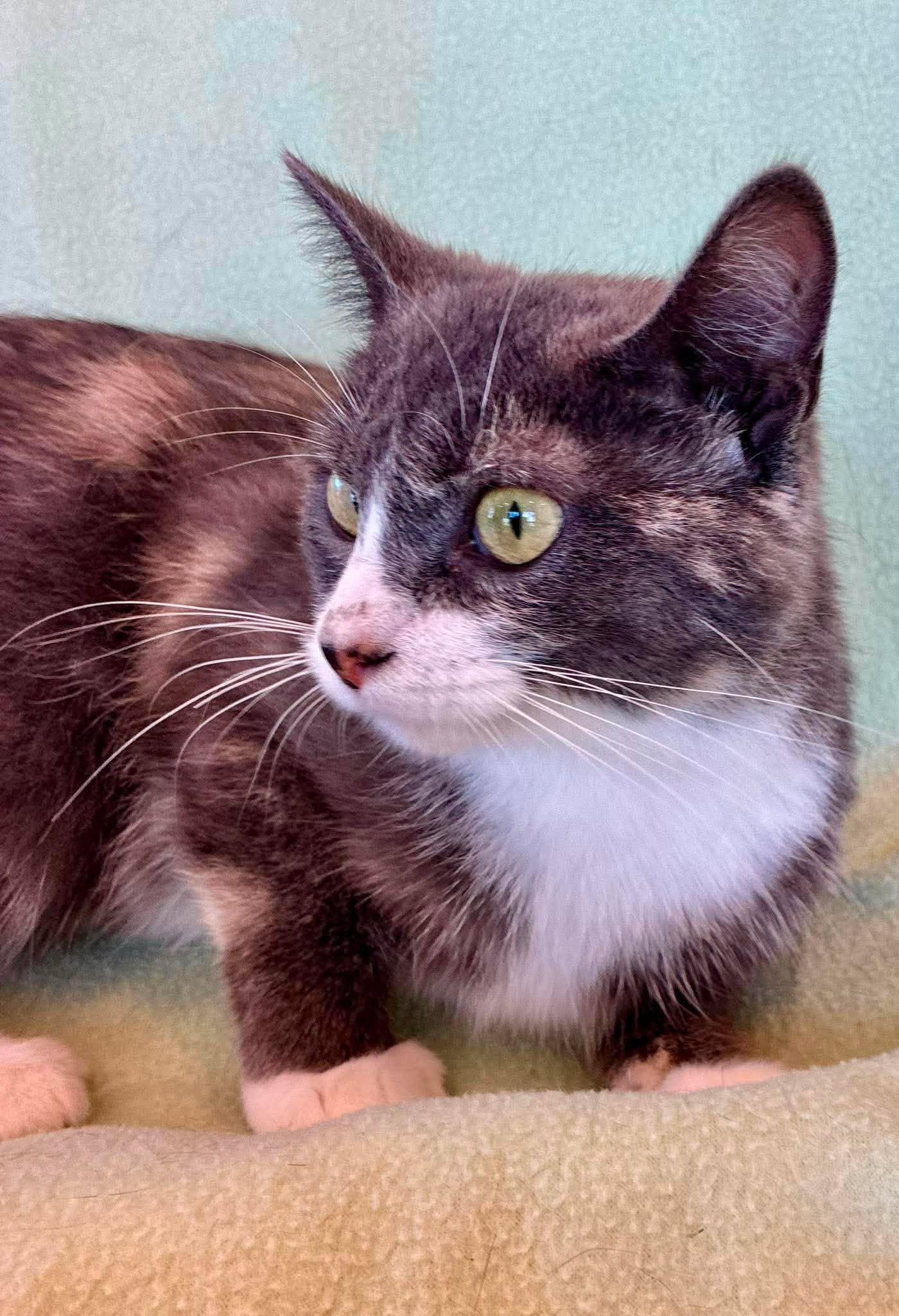 Enlarge Fran, a ADOPTABLE Domestic Short Hair in Alexandria, MN image 1/2