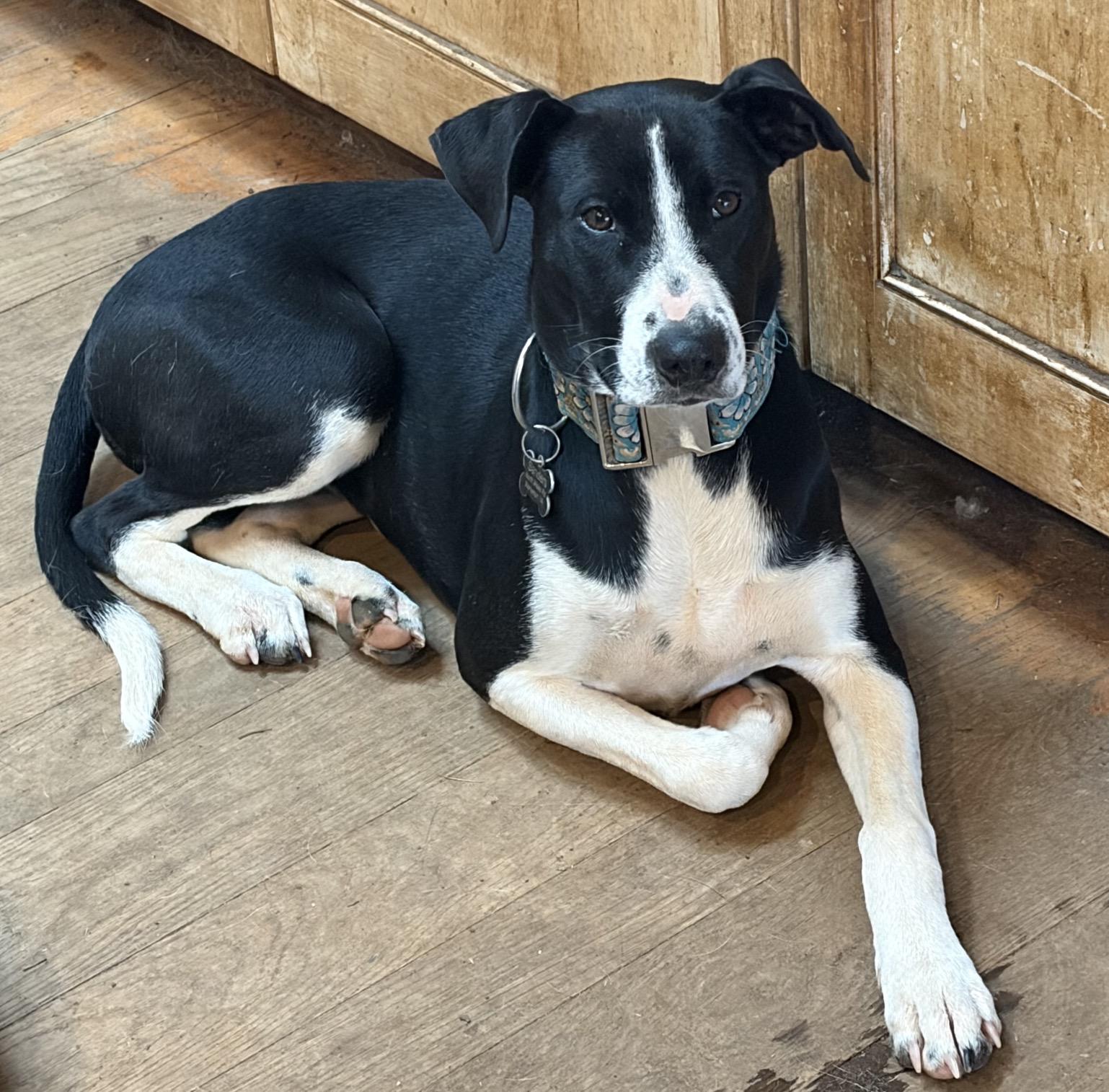 Abbey , ADOPTABLE, Young Female American Staffordshire Terrier & Catahoula Leopard Dog.