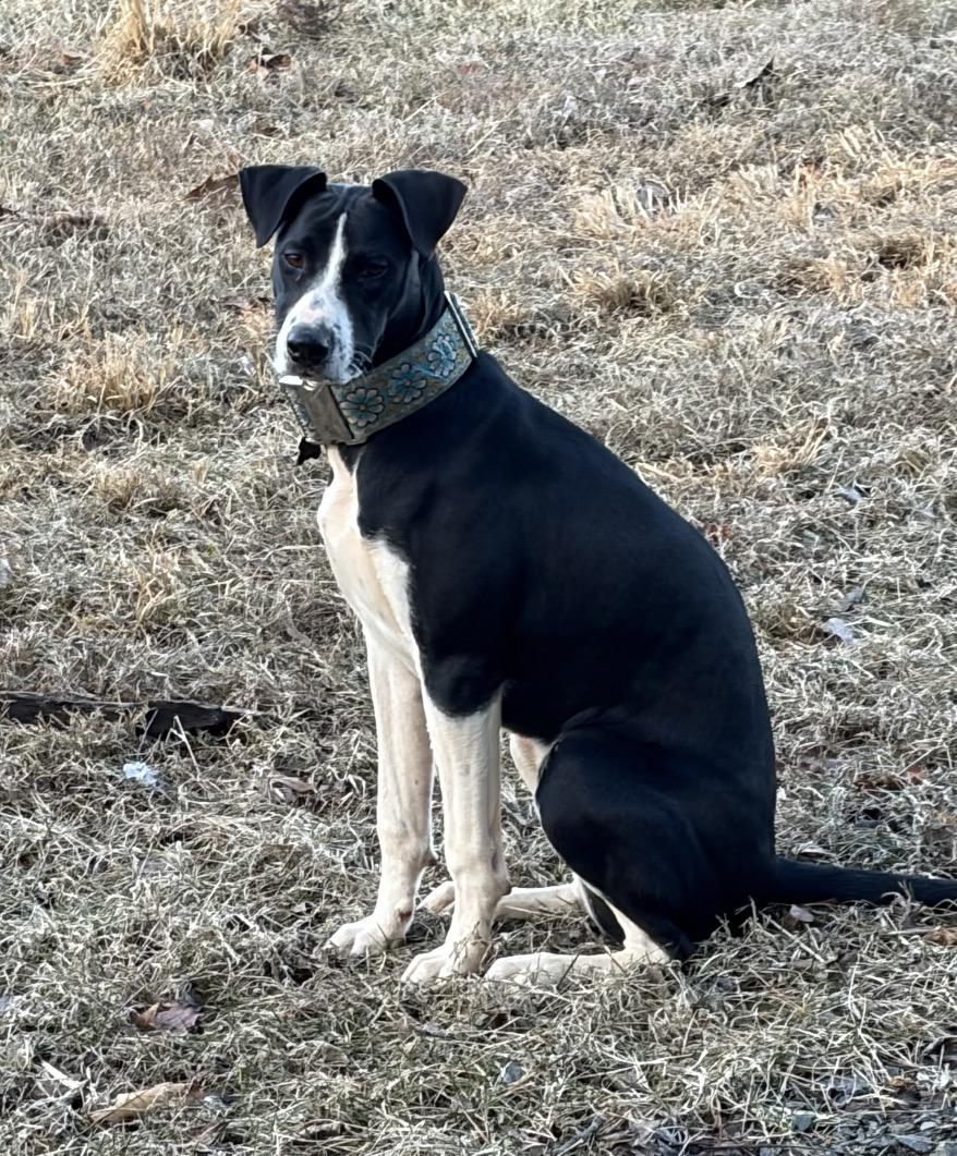 Enlarge Abbey , a ADOPTABLE mixed breed in Warrenton, VA image 2/4