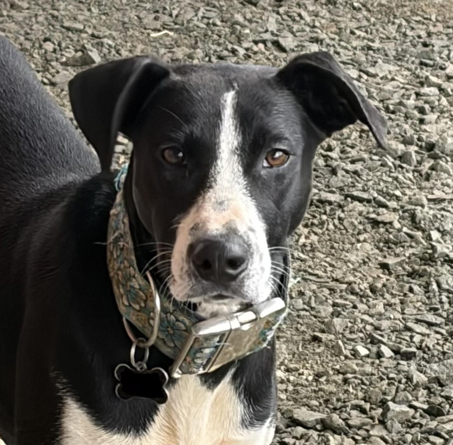 Enlarge Abbey , a ADOPTABLE mixed breed in Warrenton, VA image 3/4