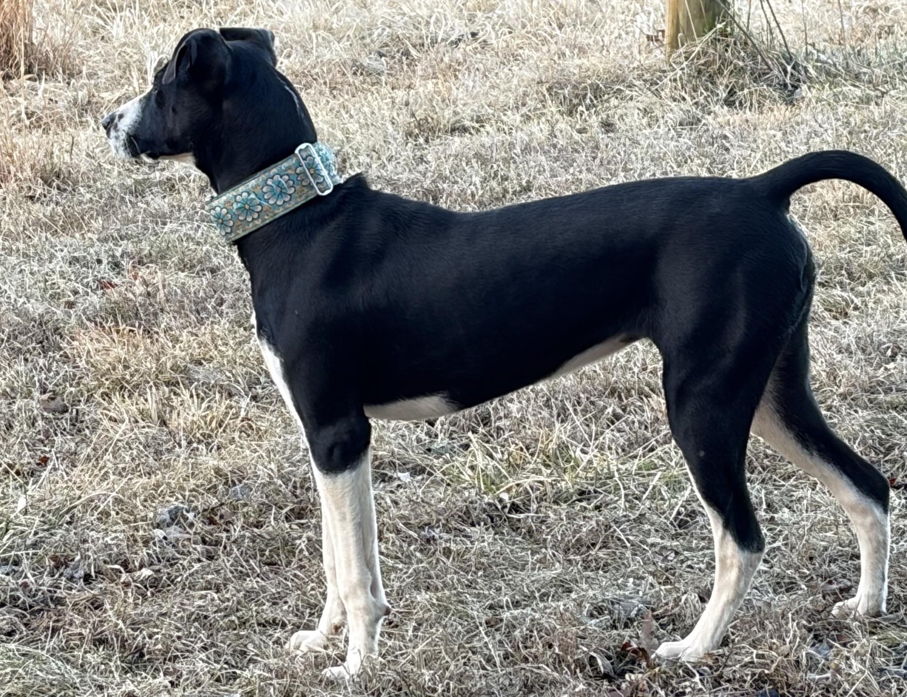 Abbey , ADOPTABLE, Young Female Catahoula Leopard Dog.
