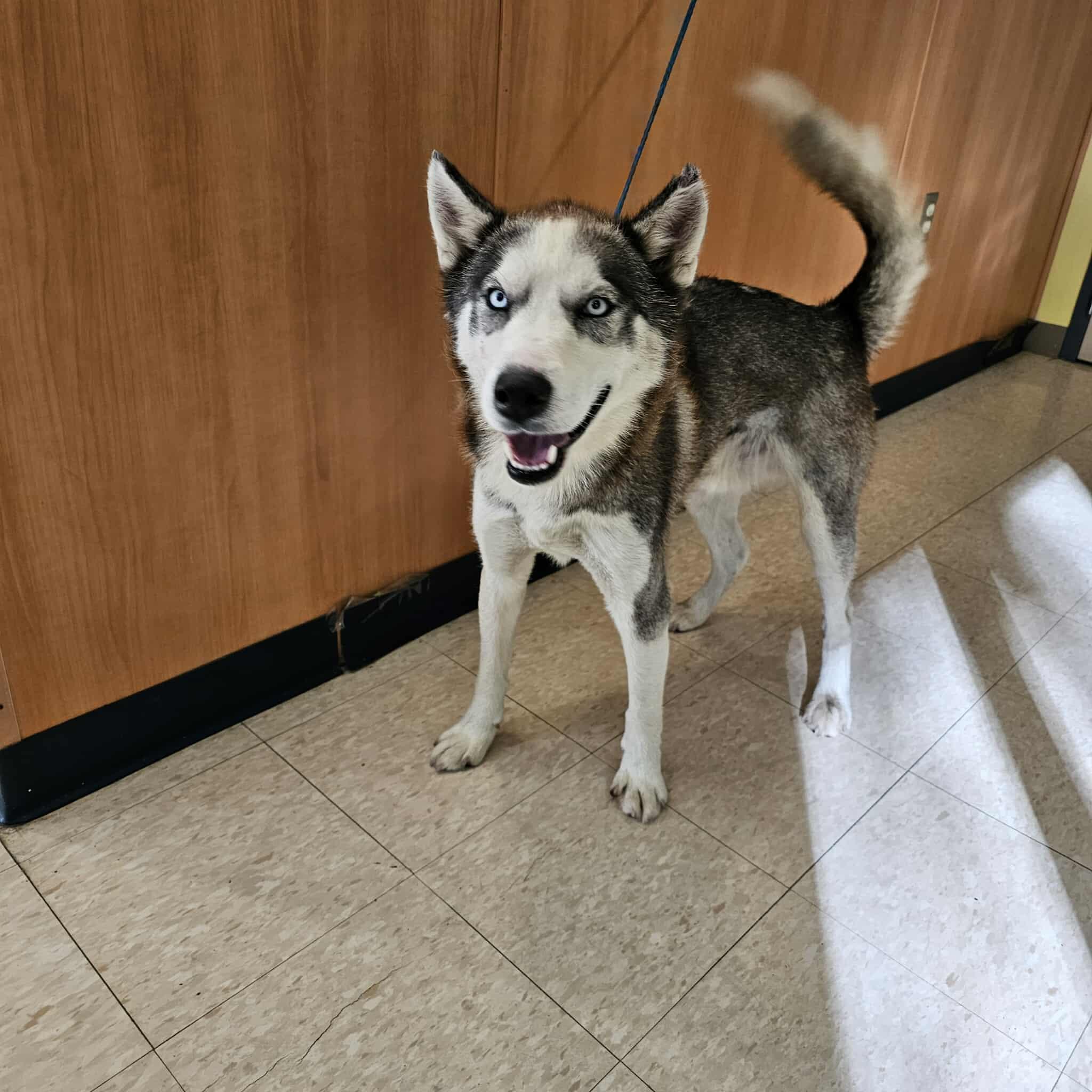 Enlarge Samson, a Adoptable Husky in Ludington, MI image 1/1