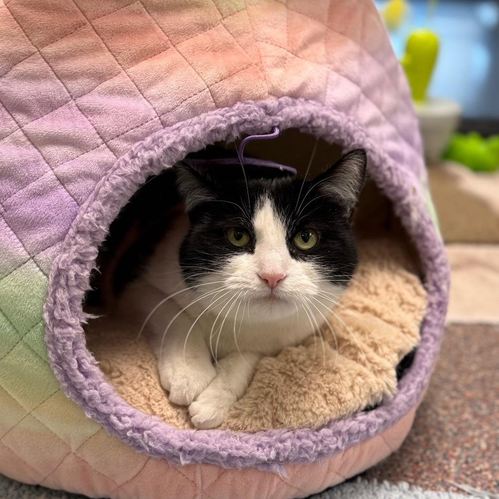 Enlarge Nebula, a Adoptable Domestic Short Hair in Cheyenne, WY image 1/5