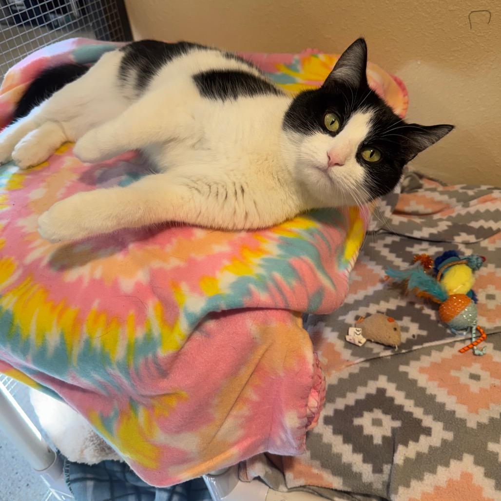 Enlarge Nebula, a Adoptable Domestic Short Hair in Cheyenne, WY image 5/5