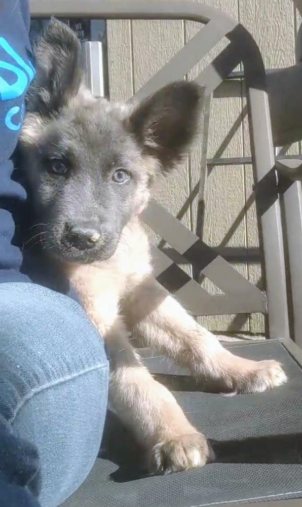 Arya, Adopted, Puppy Female Husky.