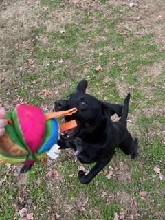 Enlarge Forrest, a Adoptable mixed breed in Sherwood, AR image 1/4