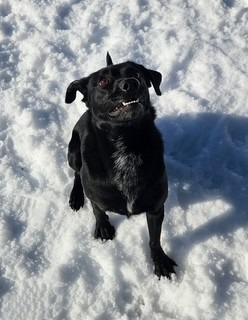 Enlarge Forrest, a Adoptable mixed breed in Sherwood, AR image 2/4