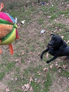 Enlarge Forrest, a Adoptable mixed breed in Sherwood, AR image 4/4