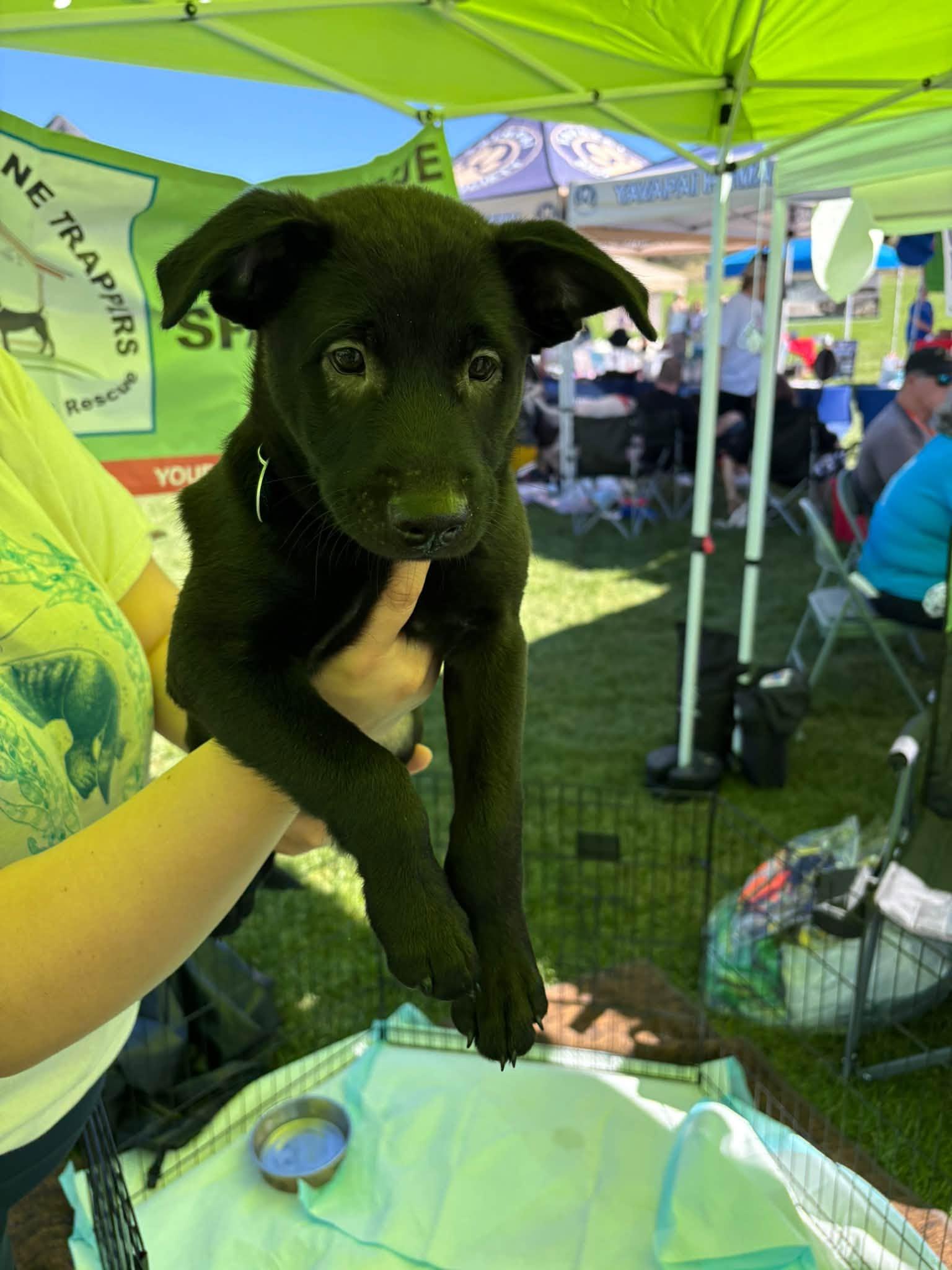 Enlarge Knight, a Adoptable Mixed Breed in Chino valley, AZ image 1/1