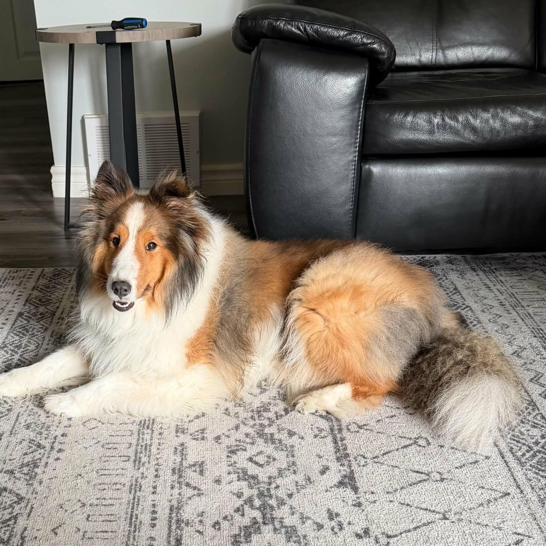 Dobbie, ADOPTABLE, Adult Male Shetland Sheepdog / Sheltie.