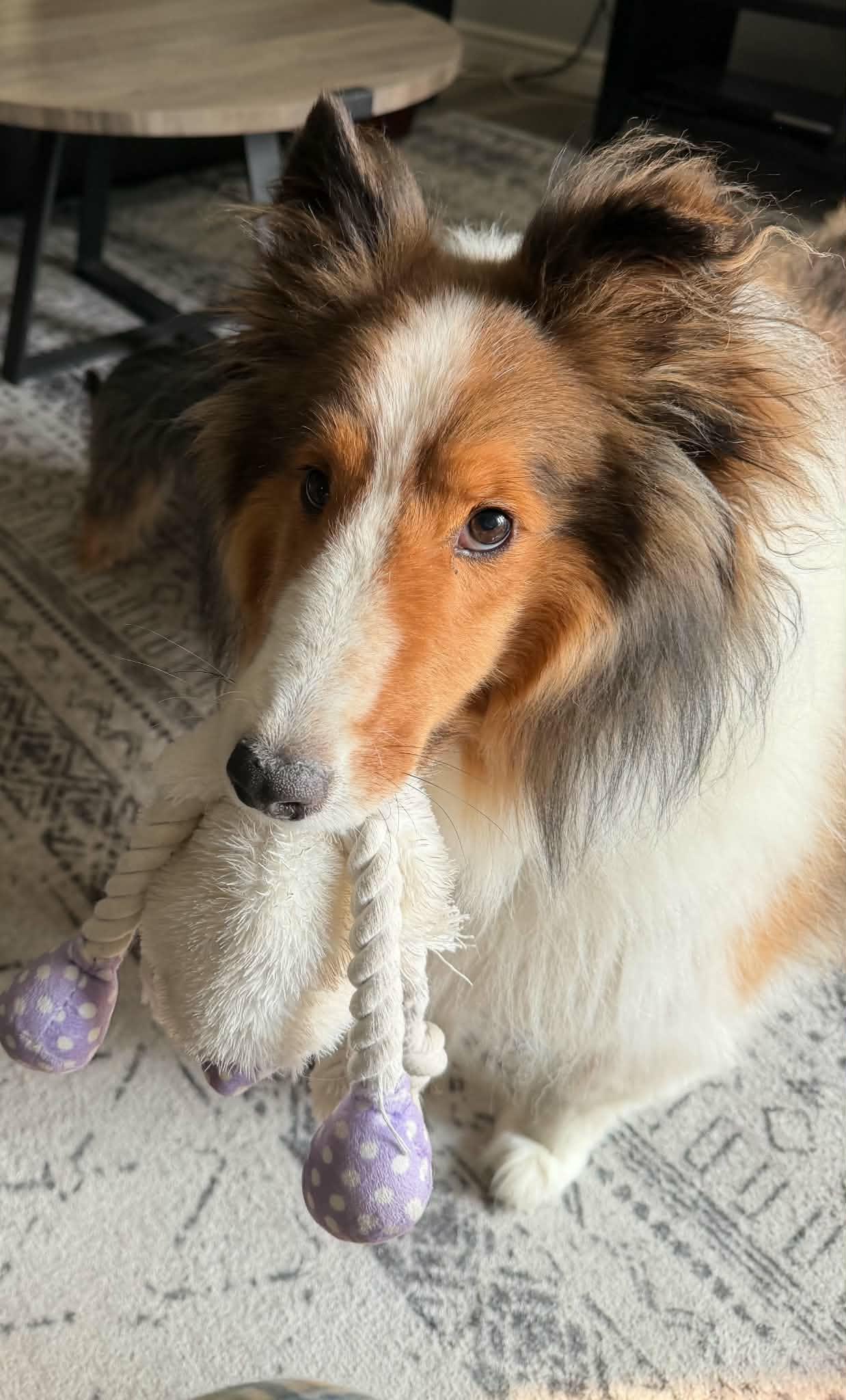 Enlarge Dobbie, a ADOPTABLE Shetland Sheepdog / Sheltie in Chatham, ON image 4/5