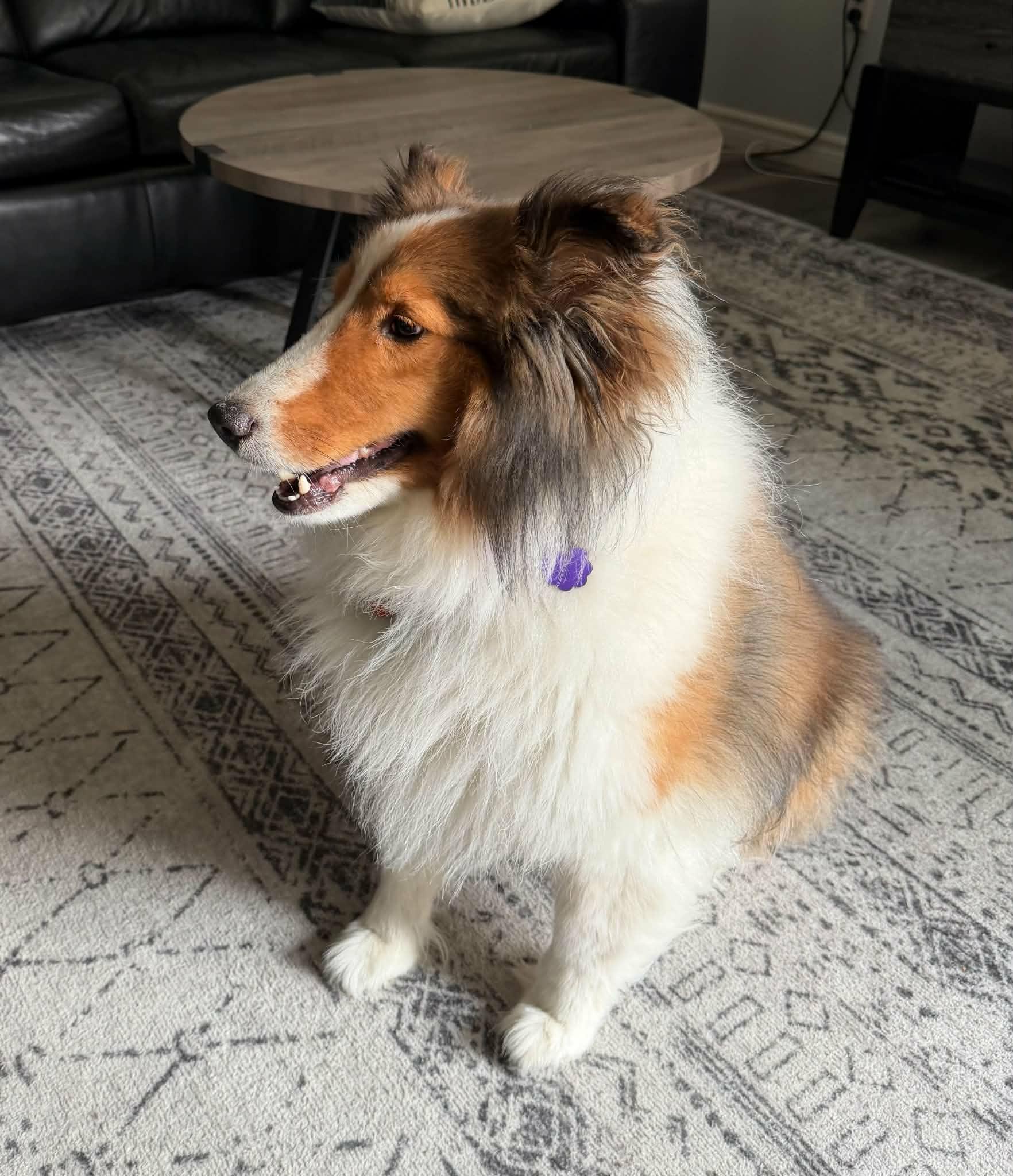 Enlarge Dobbie, a ADOPTABLE Shetland Sheepdog / Sheltie in Chatham, ON image 3/5
