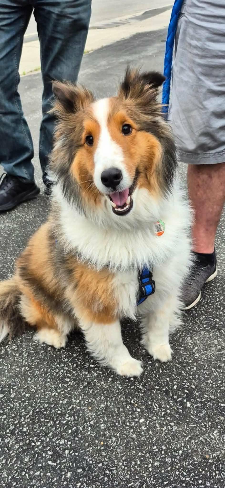 Enlarge Dobbie, a ADOPTABLE Shetland Sheepdog / Sheltie in Chatham, ON image 2/5