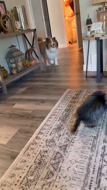 Enlarge Dobbie, a ADOPTABLE Shetland Sheepdog / Sheltie in Chatham, ON video 5/5