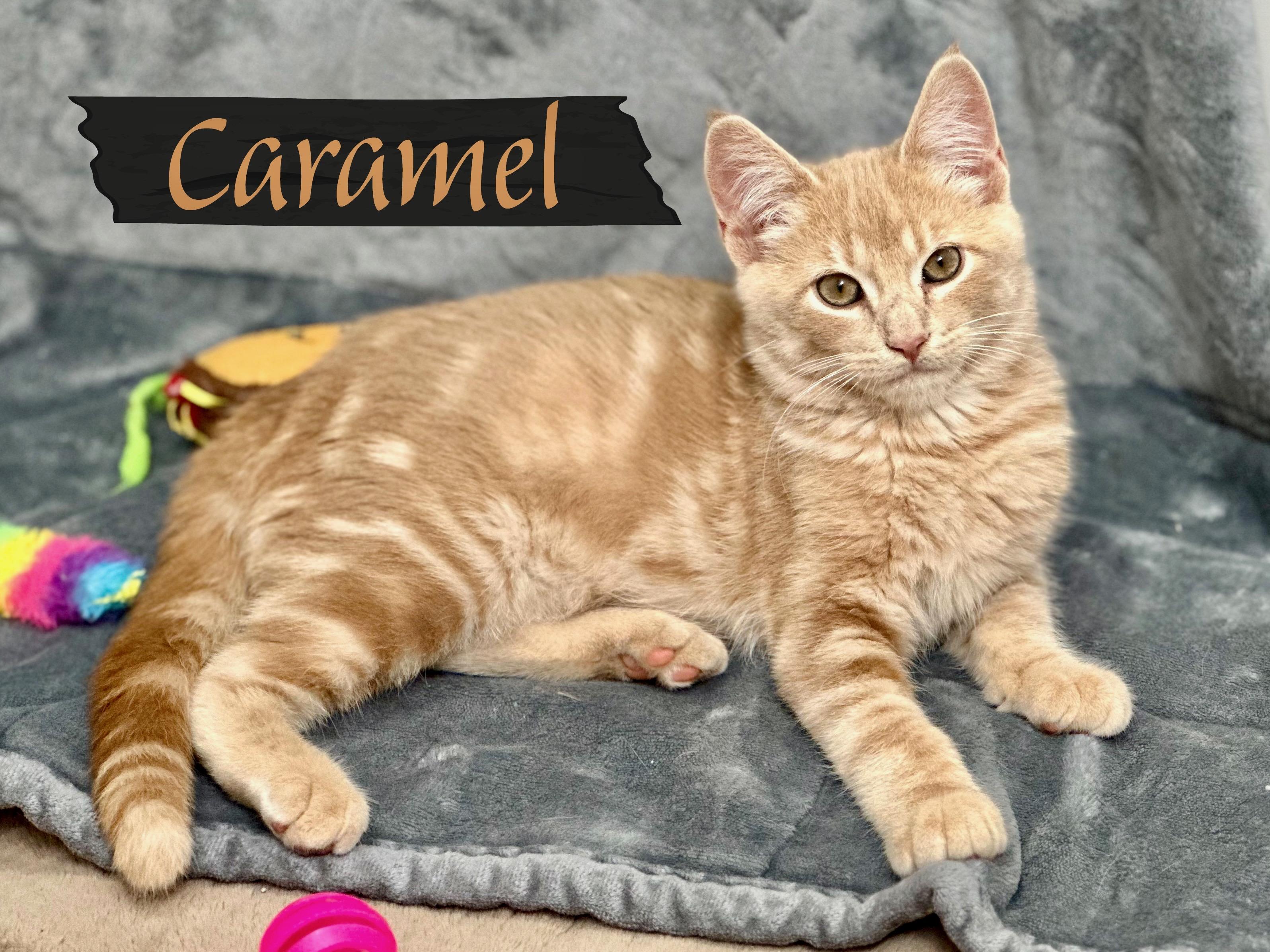 Caramel, an adopted Domestic Short Hair in Mankato, MN image 1/2