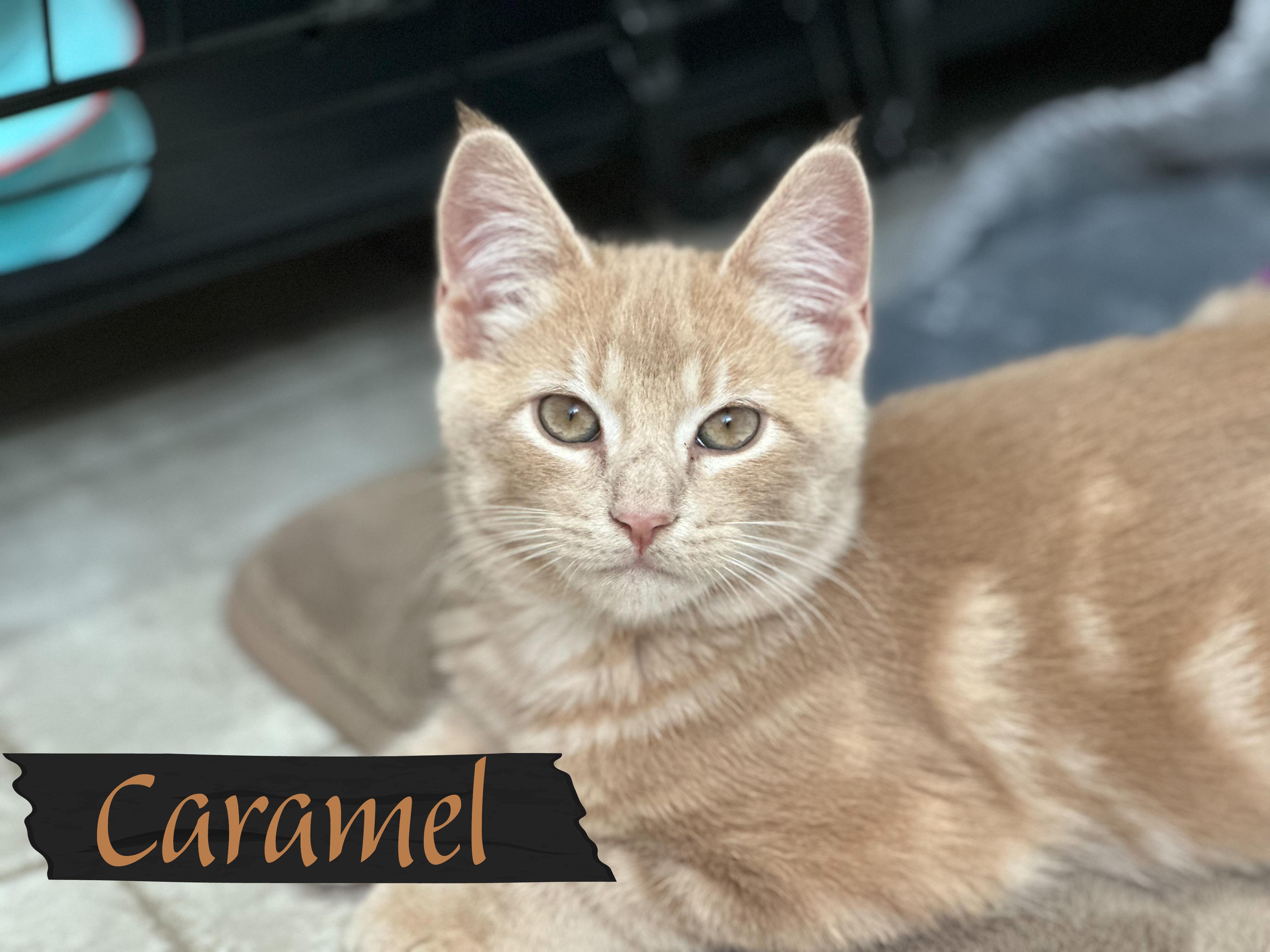 Caramel, an adopted Domestic Short Hair in Mankato, MN image 2/2