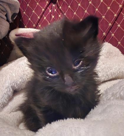 Enlarge Shiro, a Adoptable mixed breed in Klamath Falls, OR image 1/1