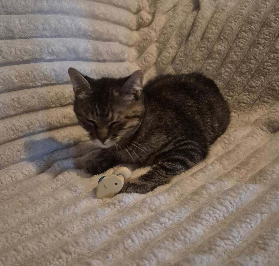 Kaylyani, ADOPTABLE, Young Female Domestic Short Hair.