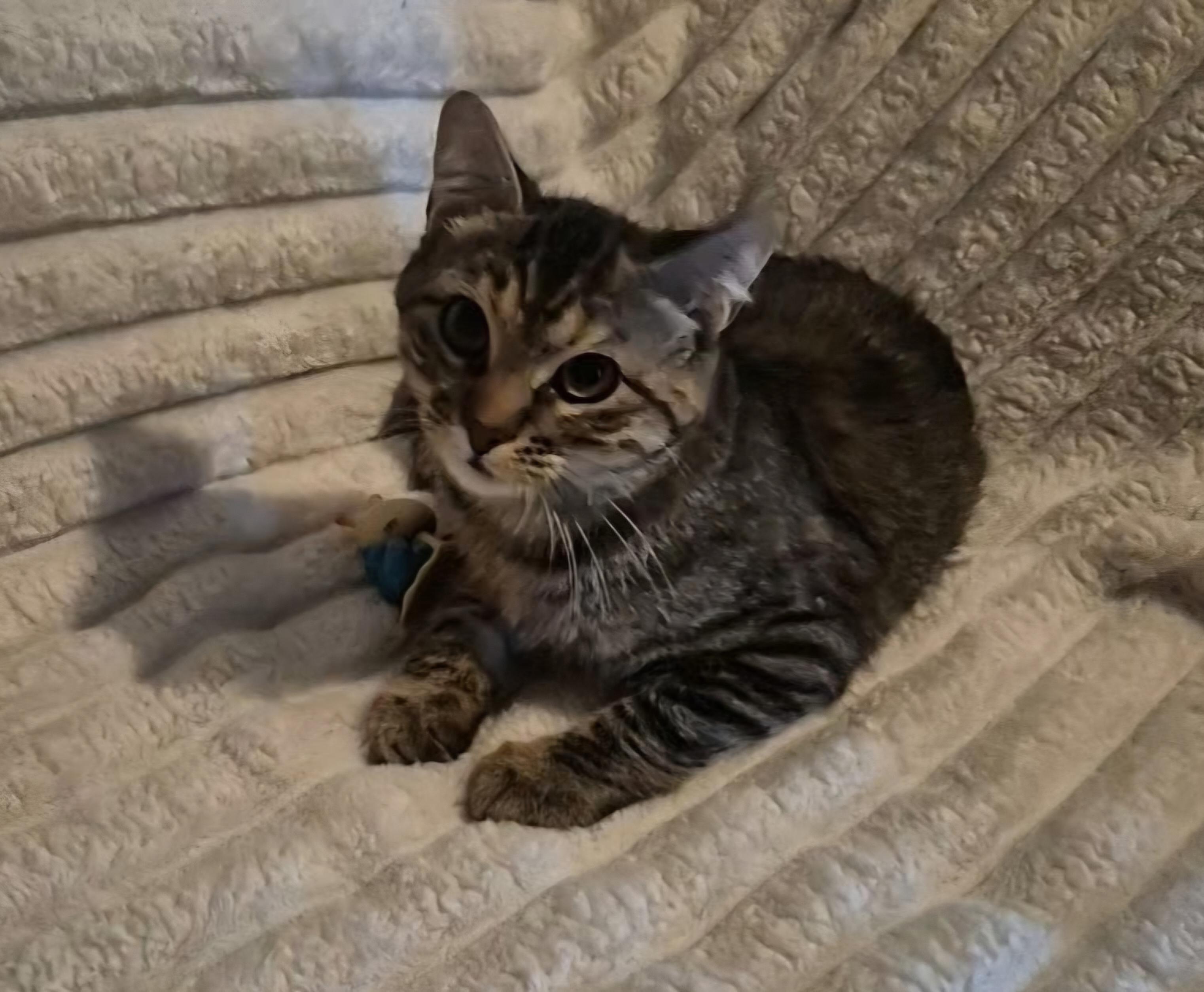 Enlarge Kaylyani, a ADOPTABLE Domestic Short Hair in Kenosha , WI image 3/3