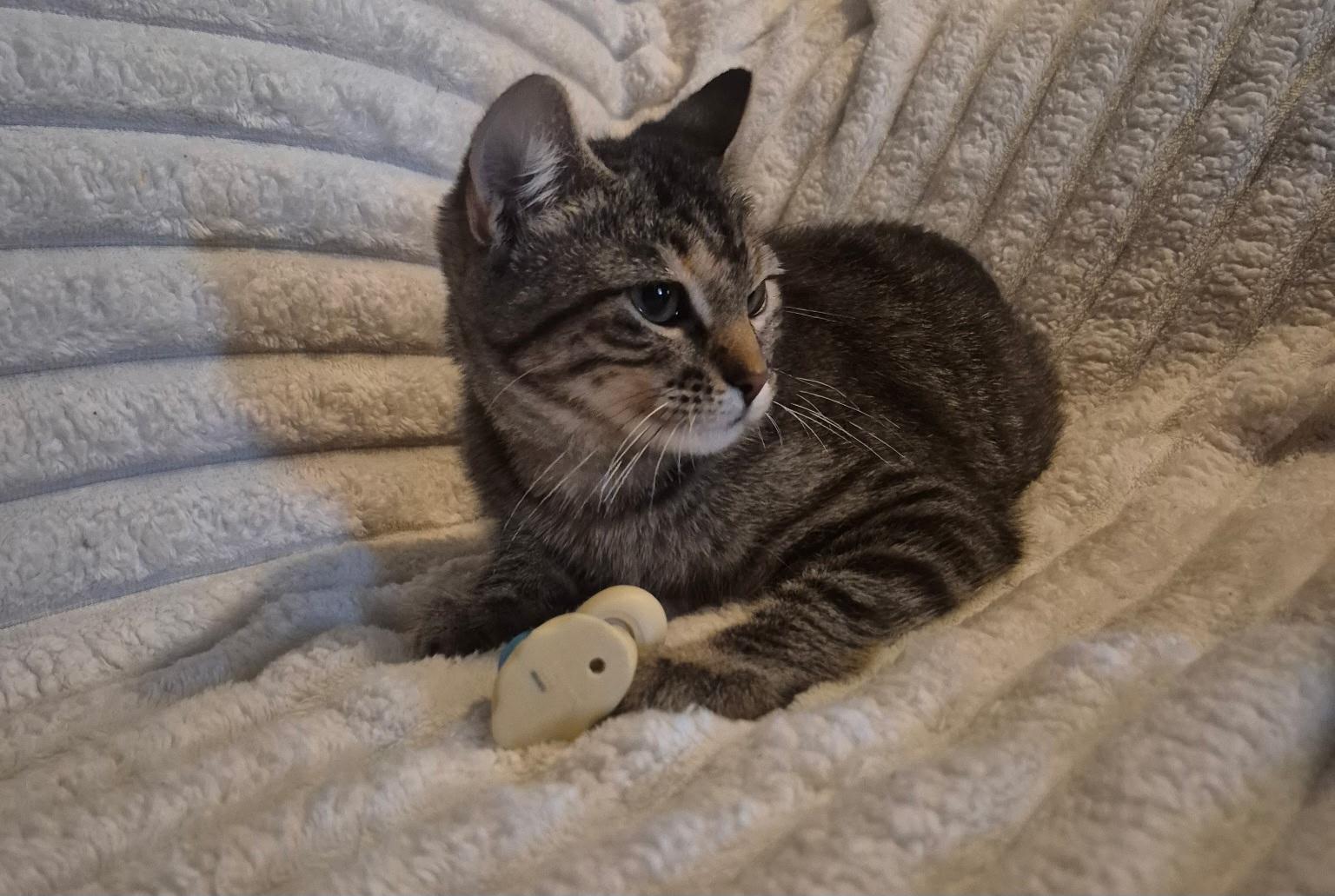 Enlarge Kaylyani, a ADOPTABLE Domestic Short Hair in Kenosha , WI image 2/3